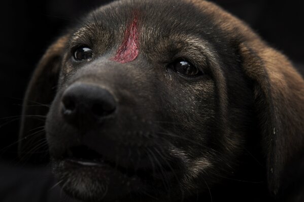Cairo dog sale